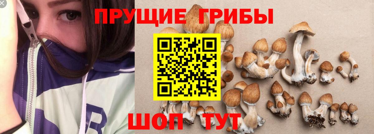 Лесной  Псилоцибиновые грибы MAGIC MUSHROOMS  Вход с VPN  Псилоцибиновые грибы прущие грибы 