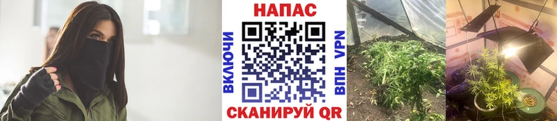 купить   Лесной  Бошки марихуана THC 21% 